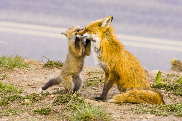 CO, Breckenridge Red fox mother with playful kit